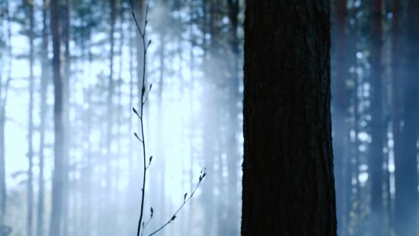 Roken in het bos met blauw verlicht. — Stockvideo