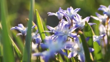 Kır çiçekleri willow gentians yakın çekim.