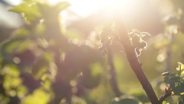 Bir güneş ışığına karşı olgunlaşmamış Frenk üzümü dallarında. — Stok video
