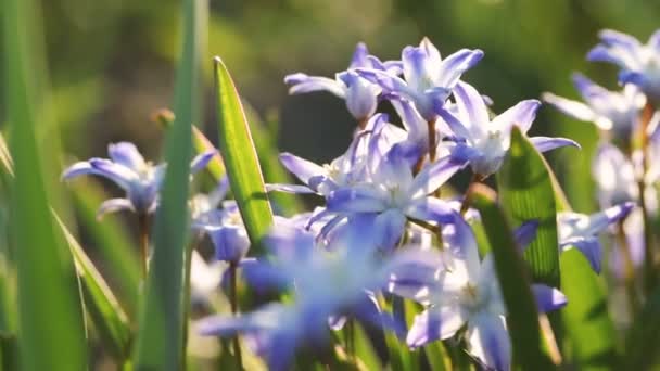 Flores silvestres sauce gencianas de cerca . — Vídeos de Stock