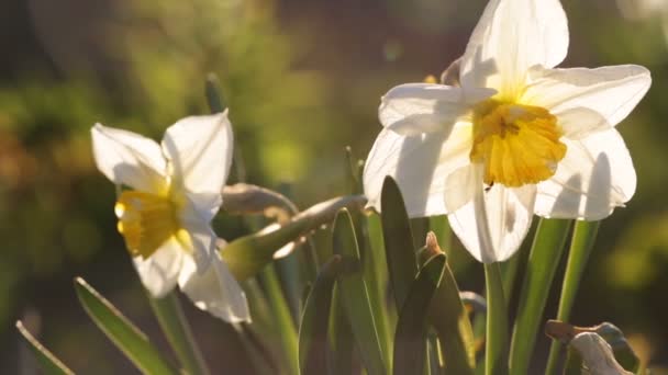 Liten insekt har hamnat i en narcissus. — Stockvideo