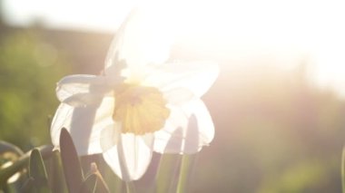 Güneş karşı beyaz nergis yakın.