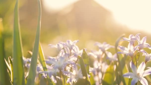 Små violetta blommor på bakgrund av solljus. — Stockvideo