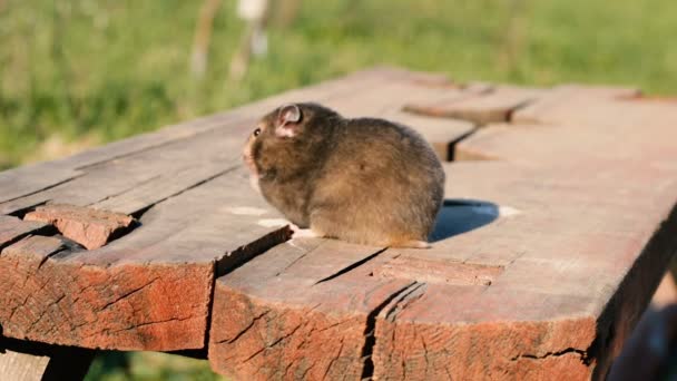 Hamster on a wooden bench in the yard. — Stock Video