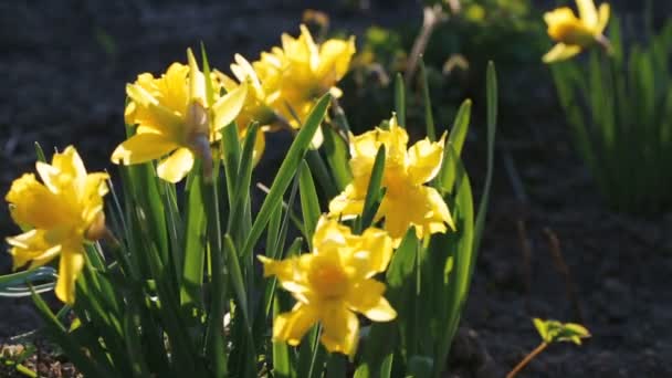 Piccoli narcisi gialli in cortile . — Video Stock