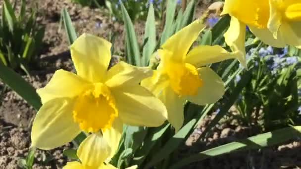 Narcisos amarillos pequeños en el patio . — Vídeo de stock