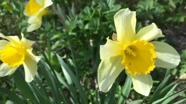 Narcisos amarillos pequeños en el patio . — Vídeo de stock
