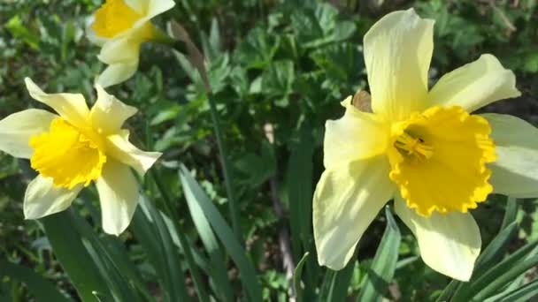 Narcisos amarillos pequeños en el patio . — Vídeo de stock