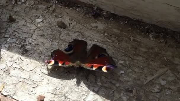 Prachtige vlinder op de oude vensterbank. — Stockvideo