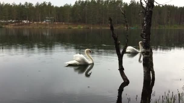 Два белых лебедя плавают в озере во время дождя . — стоковое видео