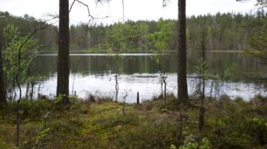 Ahşap gölden iki kuğu tayin olarak kamera kaldırır.