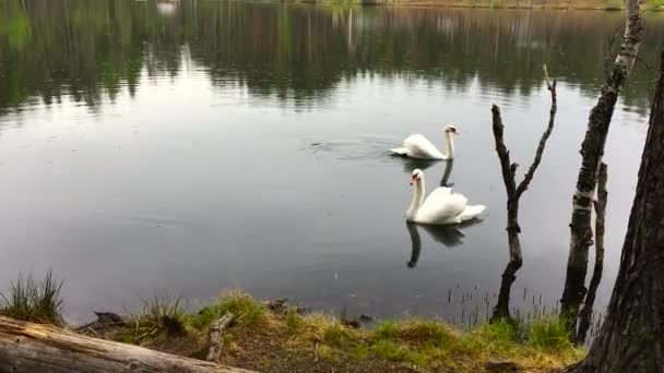 Dois cisnes brancos flutuam no lago durante uma chuva . — Vídeo de Stock