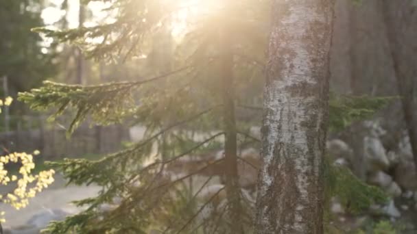 La macchina fotografica si muove da destra a sinistra e toglie cime di alberi contro una luce del sole . — Video Stock
