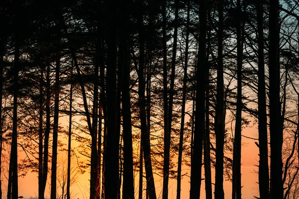 Trees against the Gulf of Finland at evening. — Stock Photo, Image