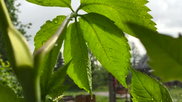 Camera verwijdert als een regen druppels vallen op groene bladeren van planten worden onder een groot blad. — Stockvideo