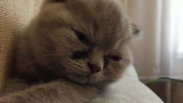 Kicsit bolyhos, szürke cica alszik. — Stock videók