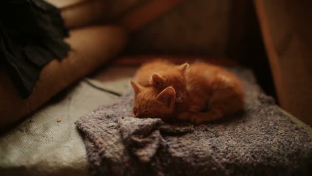 귀여운 졸리 오렌지 고양이 — 비디오