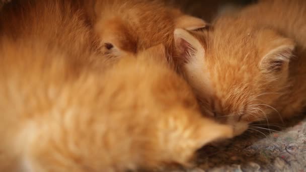 Χαριτωμένο υπνηλία πορτοκαλί γατάκι — Αρχείο Βίντεο