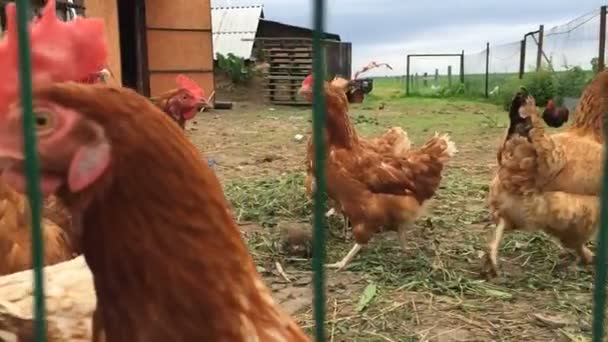 슬로우 모션 닭장 — 비디오