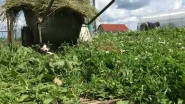 Farm küçük kızgın yavru kedi