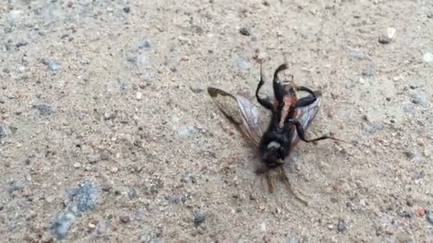 Flygande insekter dör — Stockvideo