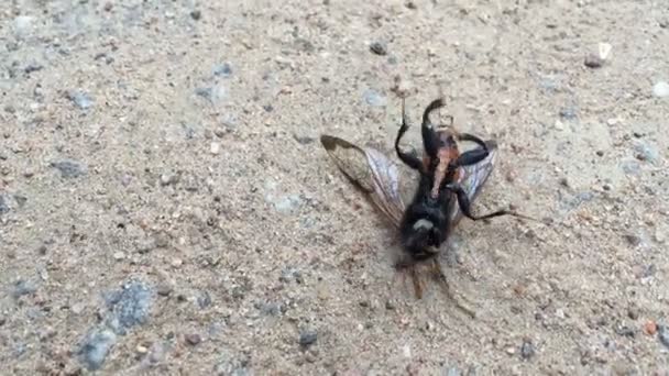 mouches d'insectes volants 