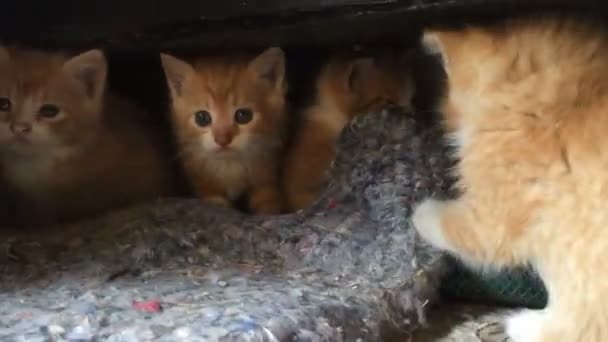 Четыре красных котенка рядом — стоковое видео
