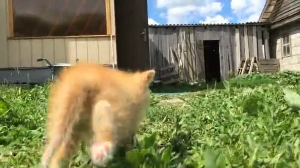 Pequeño gatito rojo explorando la granja — Vídeo de stock