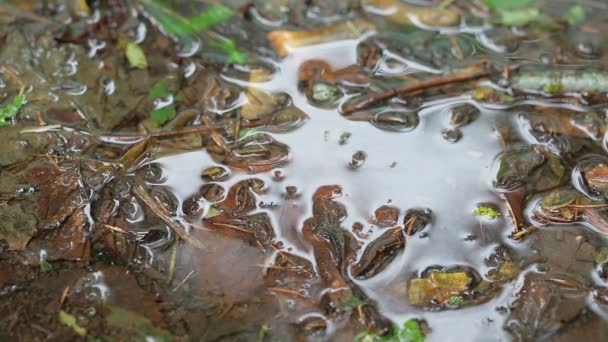 在一个水坑里的雨滴 — 图库视频影像