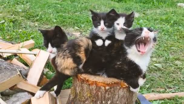 Katzenfamilie zusammen — Stockvideo