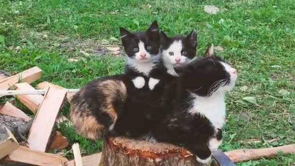 Zwei Kätzchen auf dem Rücken ihrer Mütter — Stockvideo