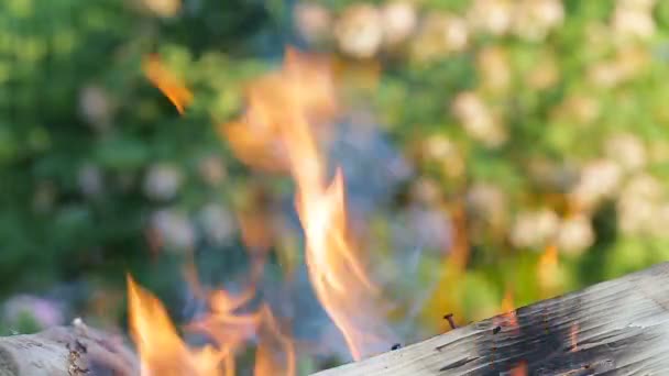 Las quemaduras de madera sobre el fondo la naturaleza veraniega — Vídeo de stock