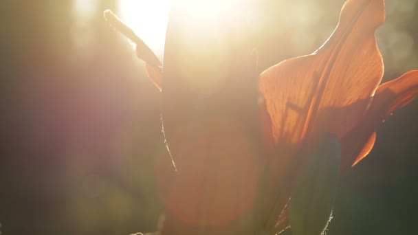 Красива квітка на сонячному світлі — стокове відео