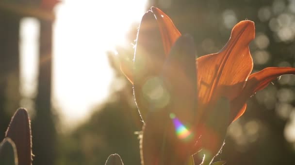 Szép virágot a napfény — Stock videók