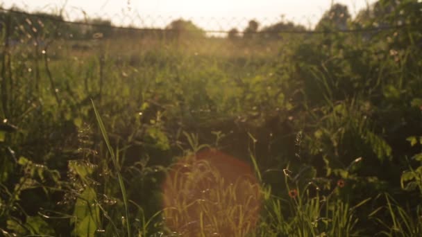 Zomer achtergrond bij zonsondergang — Stockvideo