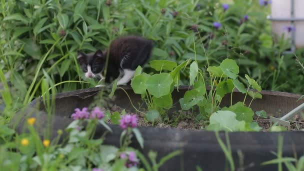 Zwei kleine Kätzchen, die auf dem Hof miteinander spielen — Stockvideo
