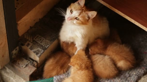 Rödhårig mamma katt utfodring hennes kattungar — Stockvideo
