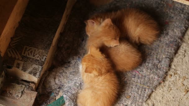 红色的小猫在睡觉 — 图库视频影像