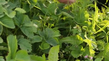 Çilek el ile toplama