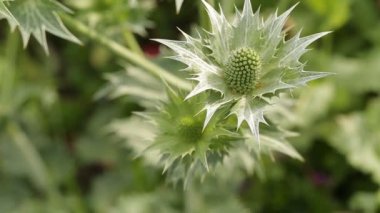 Yeşil bitki yakın çekim bahçede