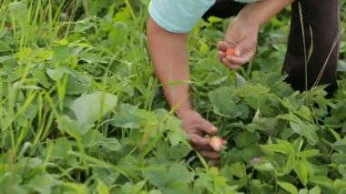 Çilek el ile toplama