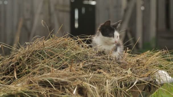 干し草の上に横たわる子猫 — ストック動画