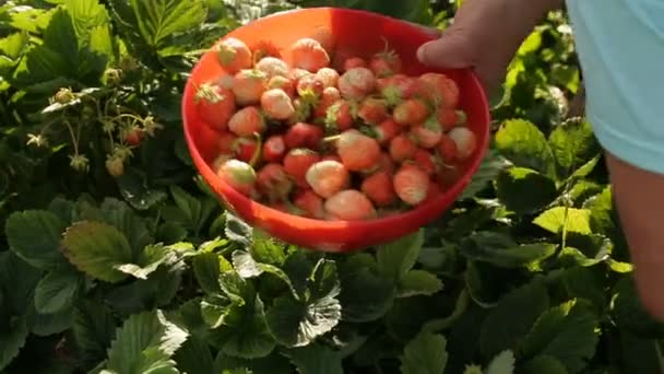 Erdbeeren von Hand pflücken — Stockvideo