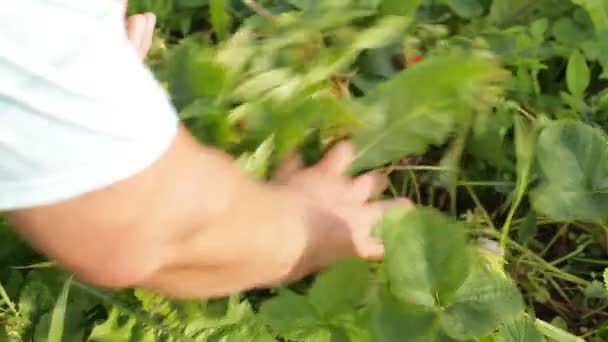 Erdbeeren von Hand pflücken — Stockvideo