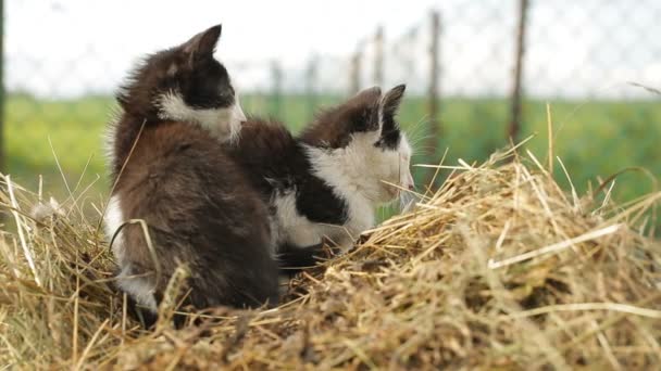 Gatitos acostados en el heno — Vídeos de Stock