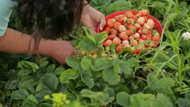 Insamling av jordgubbar manuellt — Stockvideo