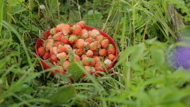 Un montón de fresas maduras en la hierba — Vídeo de stock