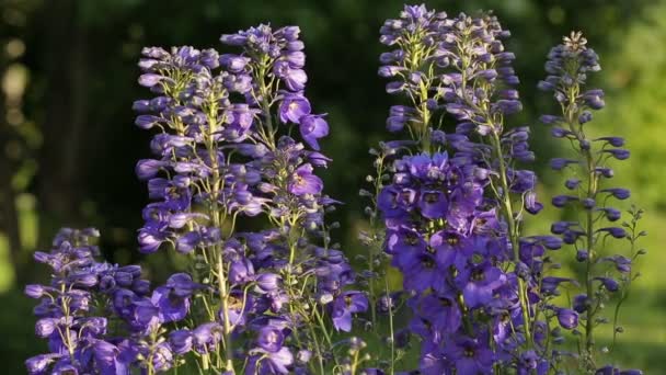 Angelonia plant sways in the wind — Stock Video