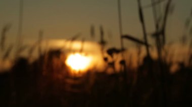 gün batımında esintiyle sallanan çim siluet