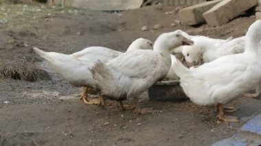 Beyaz ördek içme suyu